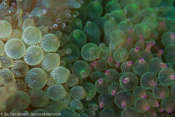 BD-161028-Pura-3457-Entacmaea-quadricolor-(Leuckart-in-Rüppell---Leuckart.-1828)-[Bubble-tip-anemone].jpg